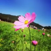 きんの画像