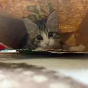 まるるの画像