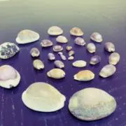 ciciの画像