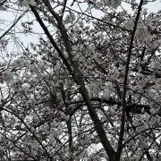 ytmrの画像