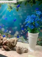 しのの画像
