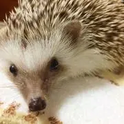 Risu♪