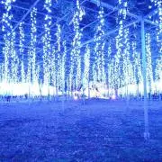 沖タヌキの画像