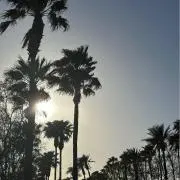 ぽんにの画像