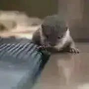 ユーリの画像