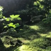 そだん