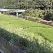 シルバーの画像