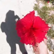 りえの画像