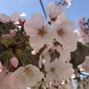 かぴの画像