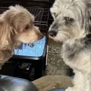 ぺこむーの画像