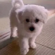 toraの画像