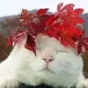 みずけの画像