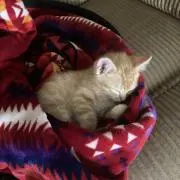 Sayakaの画像
