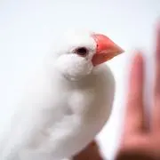 やも