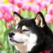 WAN２の画像