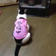 よしこ