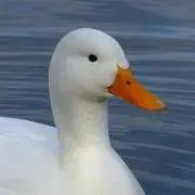 6489_oの画像