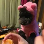 ますだの画像