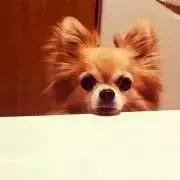 mi-プロフ必読