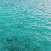 ラテの画像