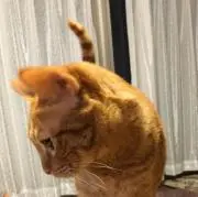 モア