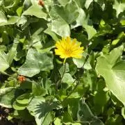 くりぼう