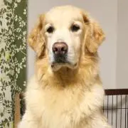 APOの画像