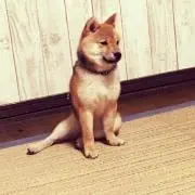 みか