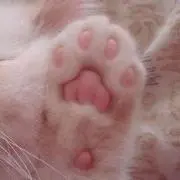 かめこ：プロフ必読お願いします！の画像