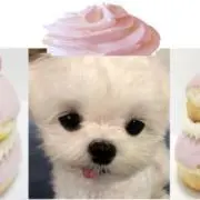 poomの画像