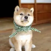 豆柴