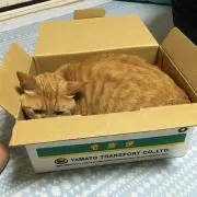 ひなたぼっこの画像