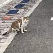こえびの画像