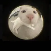 猫の画像