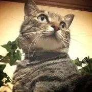 なつ∞の画像