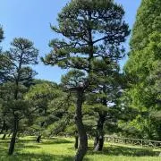 PUHA-chanの画像