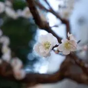 さちの画像