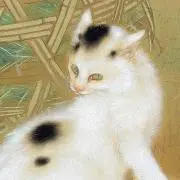 Ashの画像