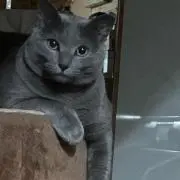 Big Mamaの画像