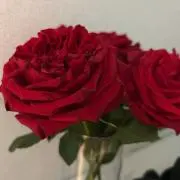 Rosaの画像