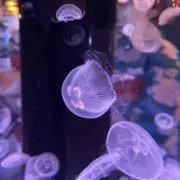 sakiの画像