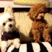 coco