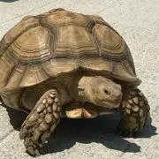 ふふふの画像