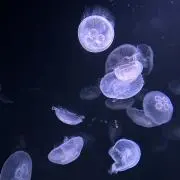 こむぎの画像