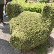 すぅさんの画像