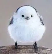 maruの画像