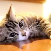 Youの画像