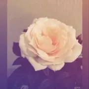 仔犬のワルツ