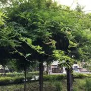 藤枝