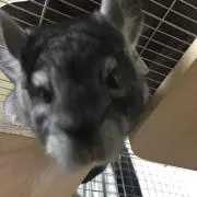 ビガロ
